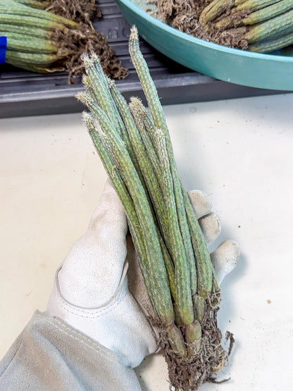 Dahlia Cactus - Wilcoxia poselgeri (4) | Rare Cactus