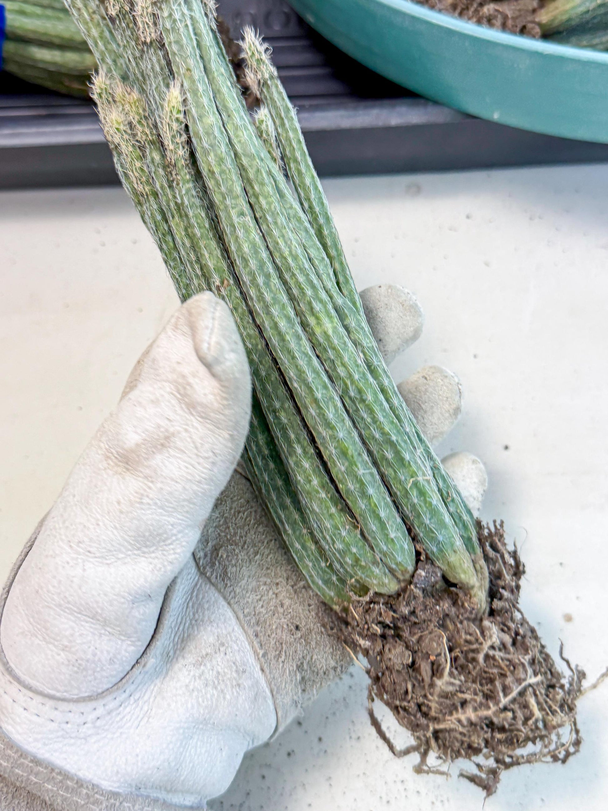 Dahlia Cactus - Wilcoxia poselgeri (4) | Rare Cactus