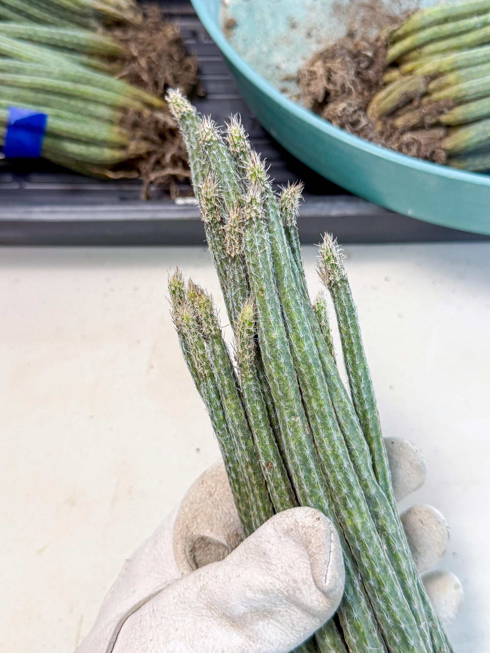 Dahlia Cactus - Wilcoxia poselgeri (4) | Rare Cactus