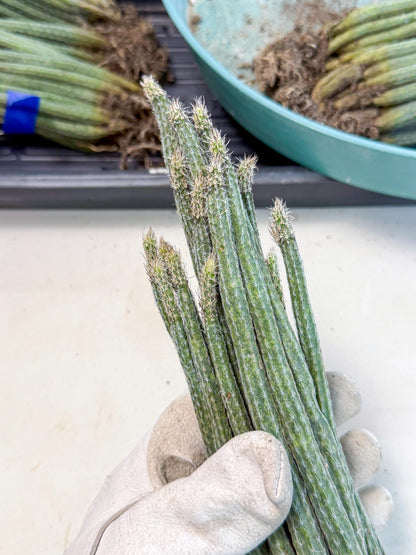 Dahlia Cactus - Wilcoxia poselgeri (4) | Rare Cactus