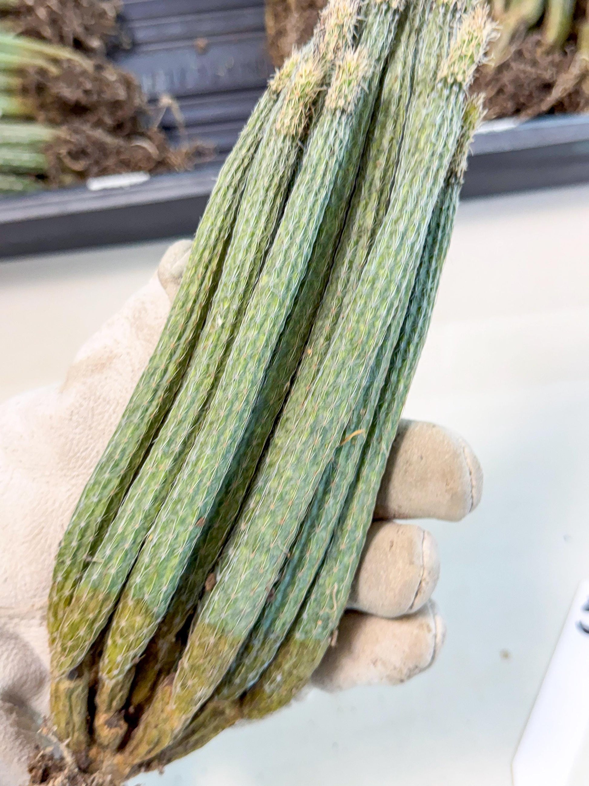 Dahlia Cactus - Wilcoxia poselgeri (5) | Rare Cactus