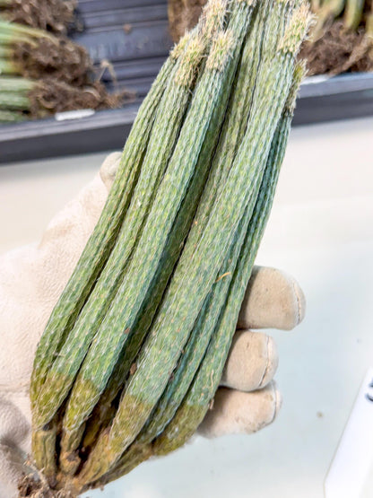 Dahlia Cactus - Wilcoxia poselgeri (5) | Rare Cactus