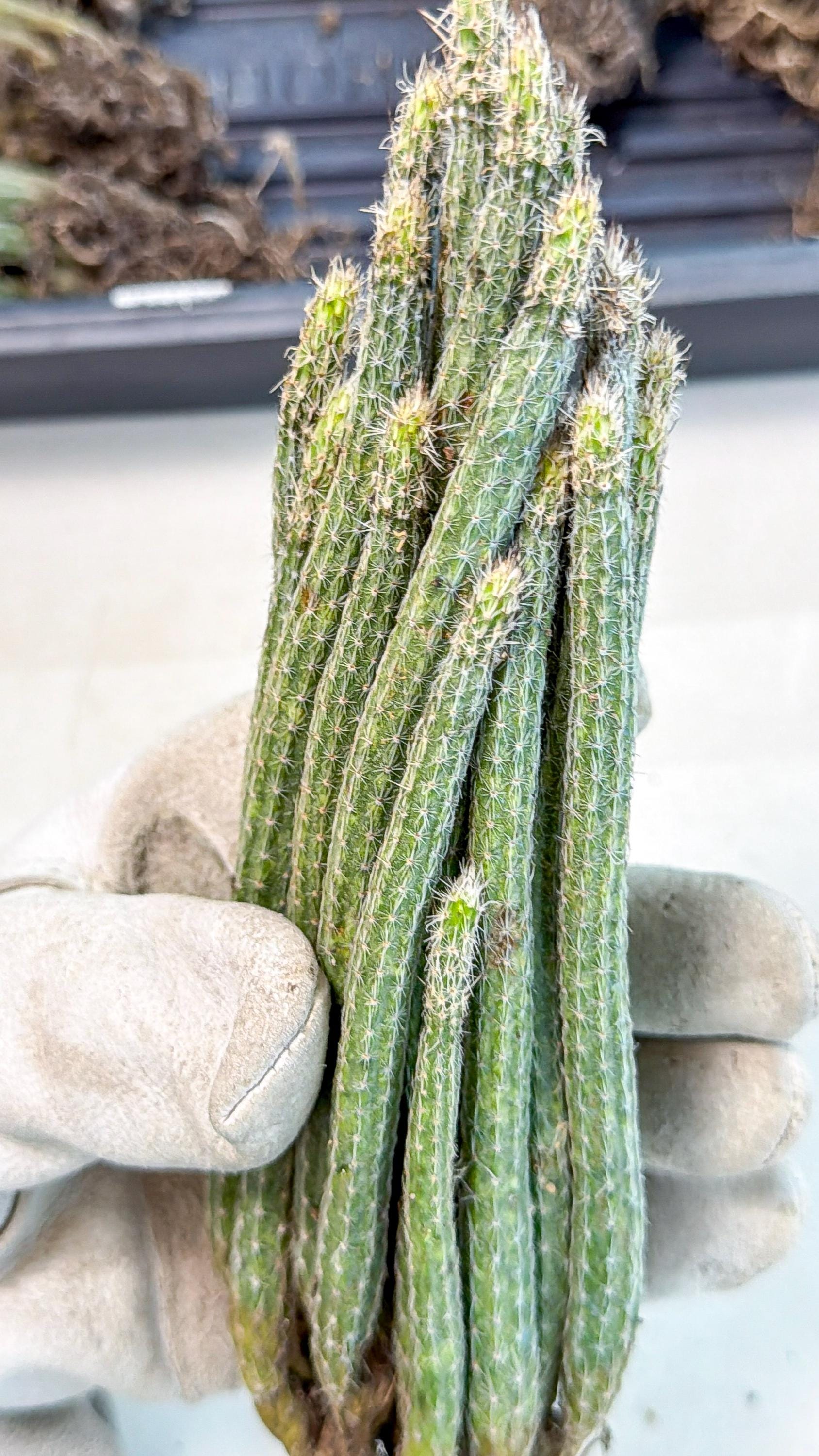 Dahlia Cactus - Wilcoxia poselgeri (5) | Rare Cactus