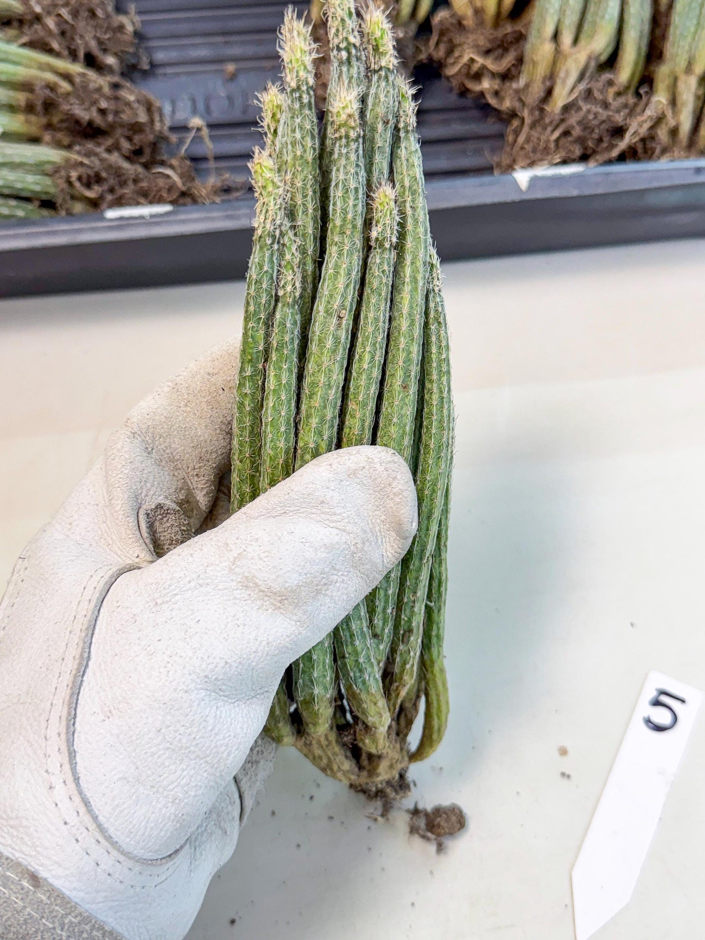 Dahlia Cactus - Wilcoxia poselgeri (5) | Rare Cactus