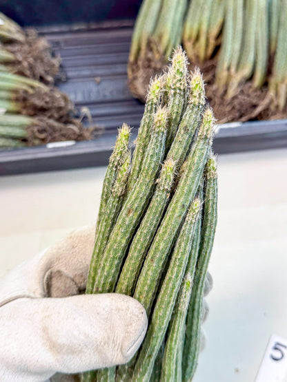 Dahlia Cactus - Wilcoxia poselgeri (5) | Rare Cactus