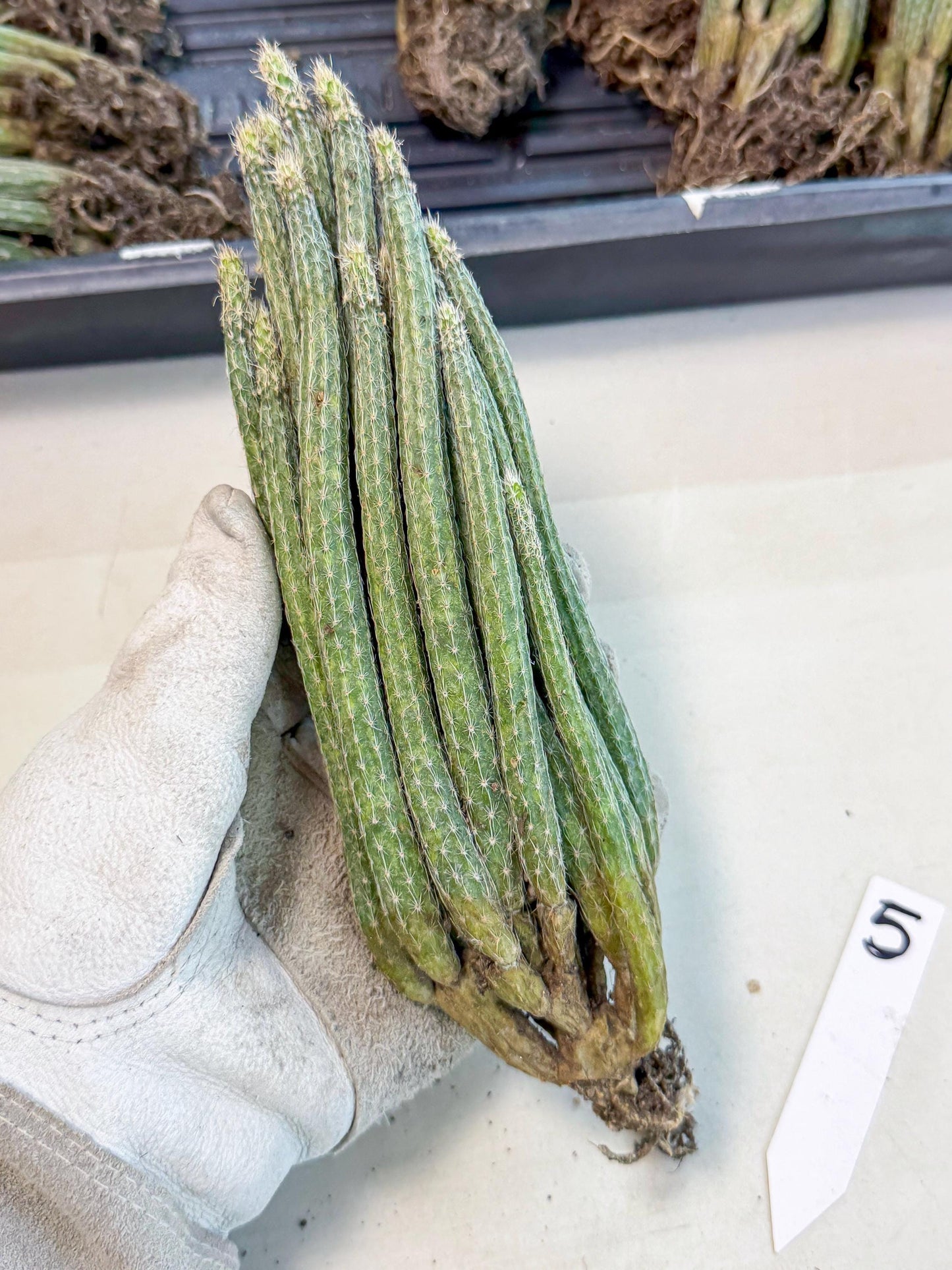 Dahlia Cactus - Wilcoxia poselgeri (5) | Rare Cactus