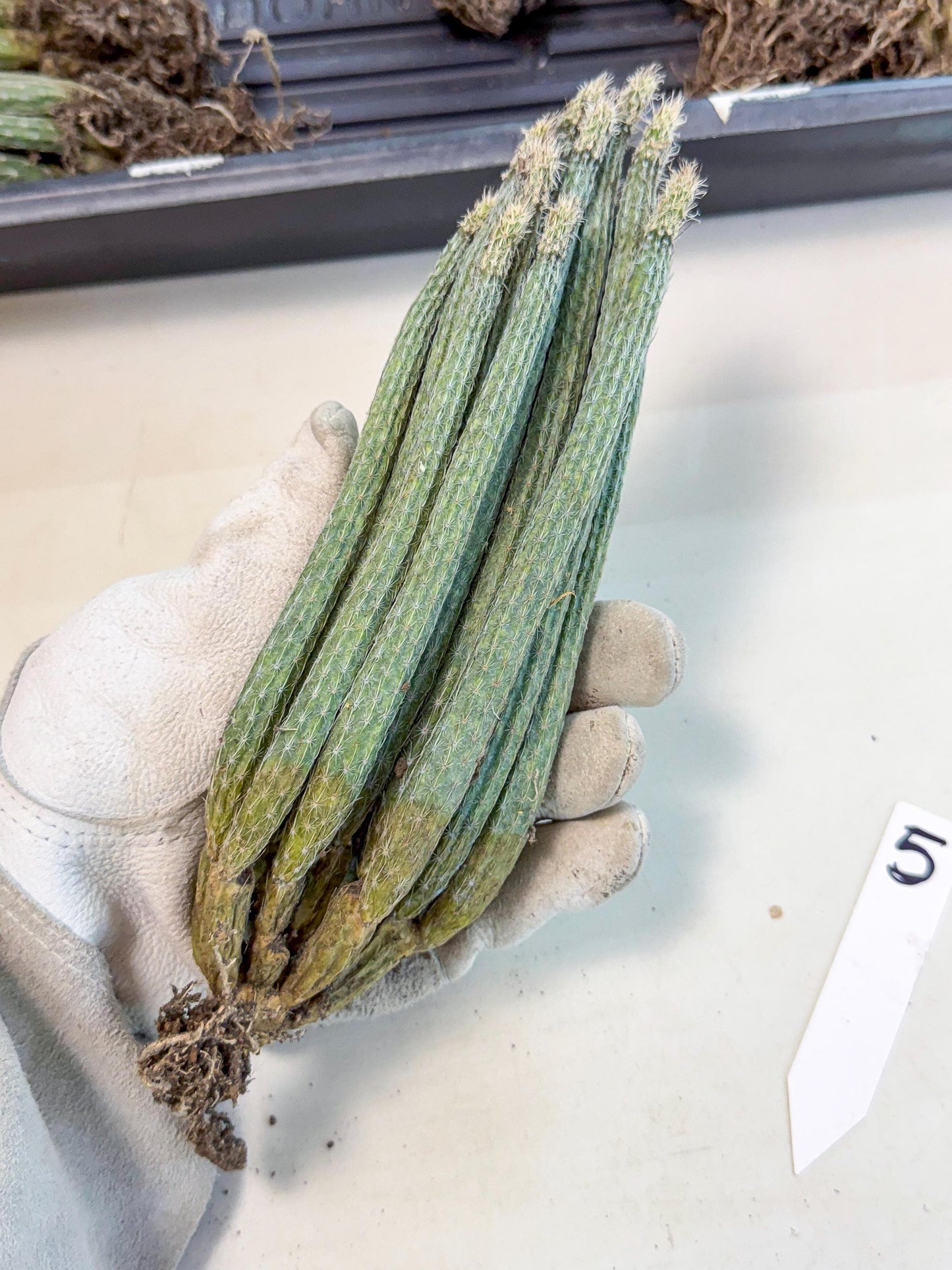 Dahlia Cactus - Wilcoxia poselgeri (5) | Rare Cactus