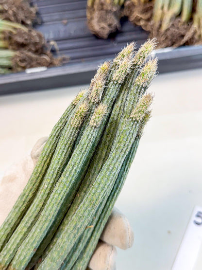 Dahlia Cactus - Wilcoxia poselgeri (5) | Rare Cactus