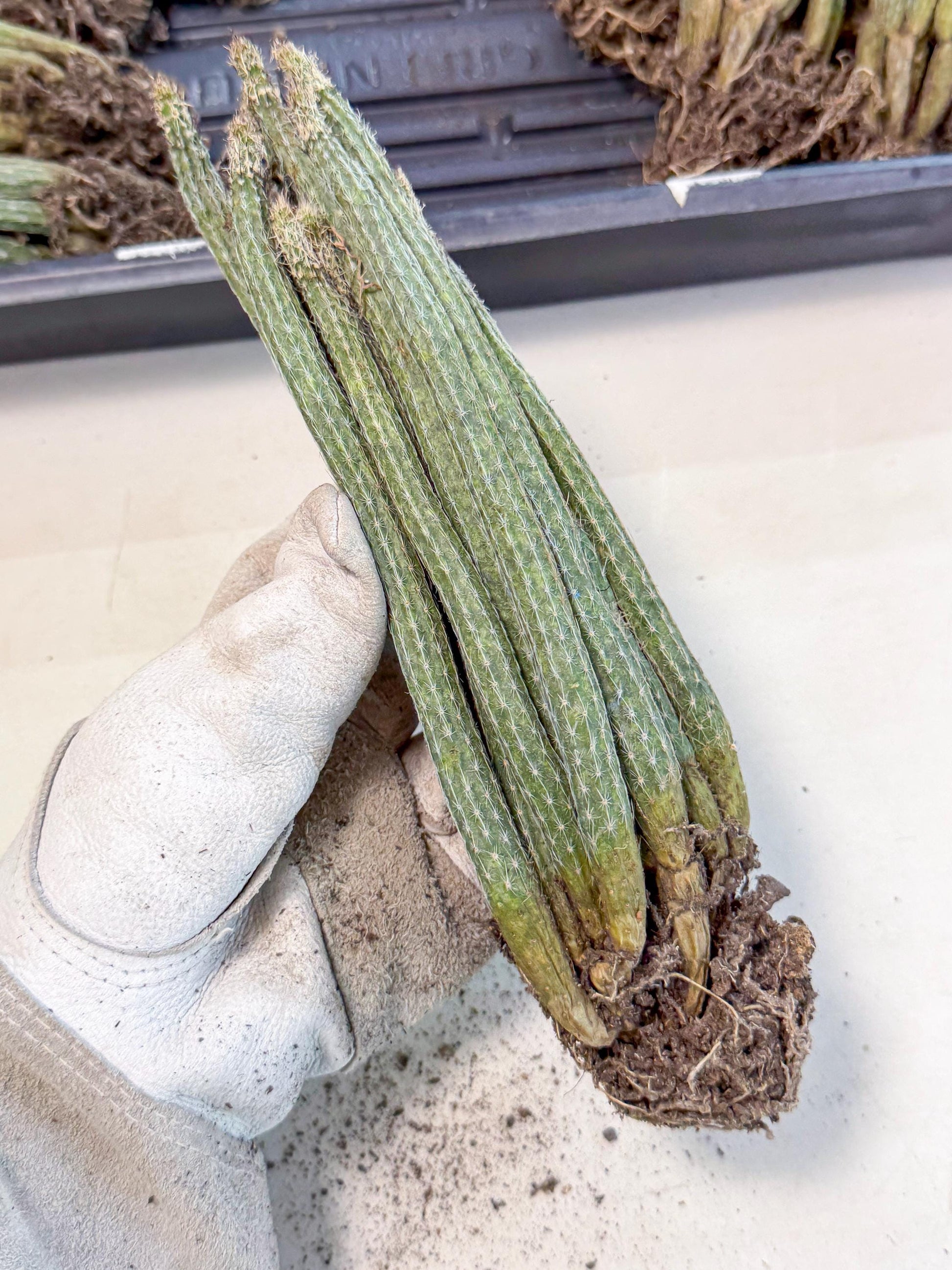 Dahlia Cactus - Wilcoxia poselgeri (o6) | Rare Cactus
