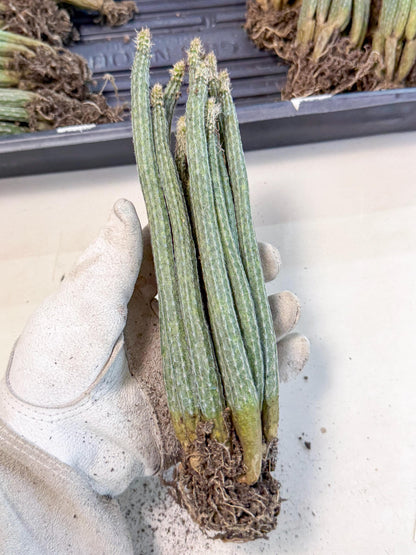 Dahlia Cactus - Wilcoxia poselgeri (o6) | Rare Cactus