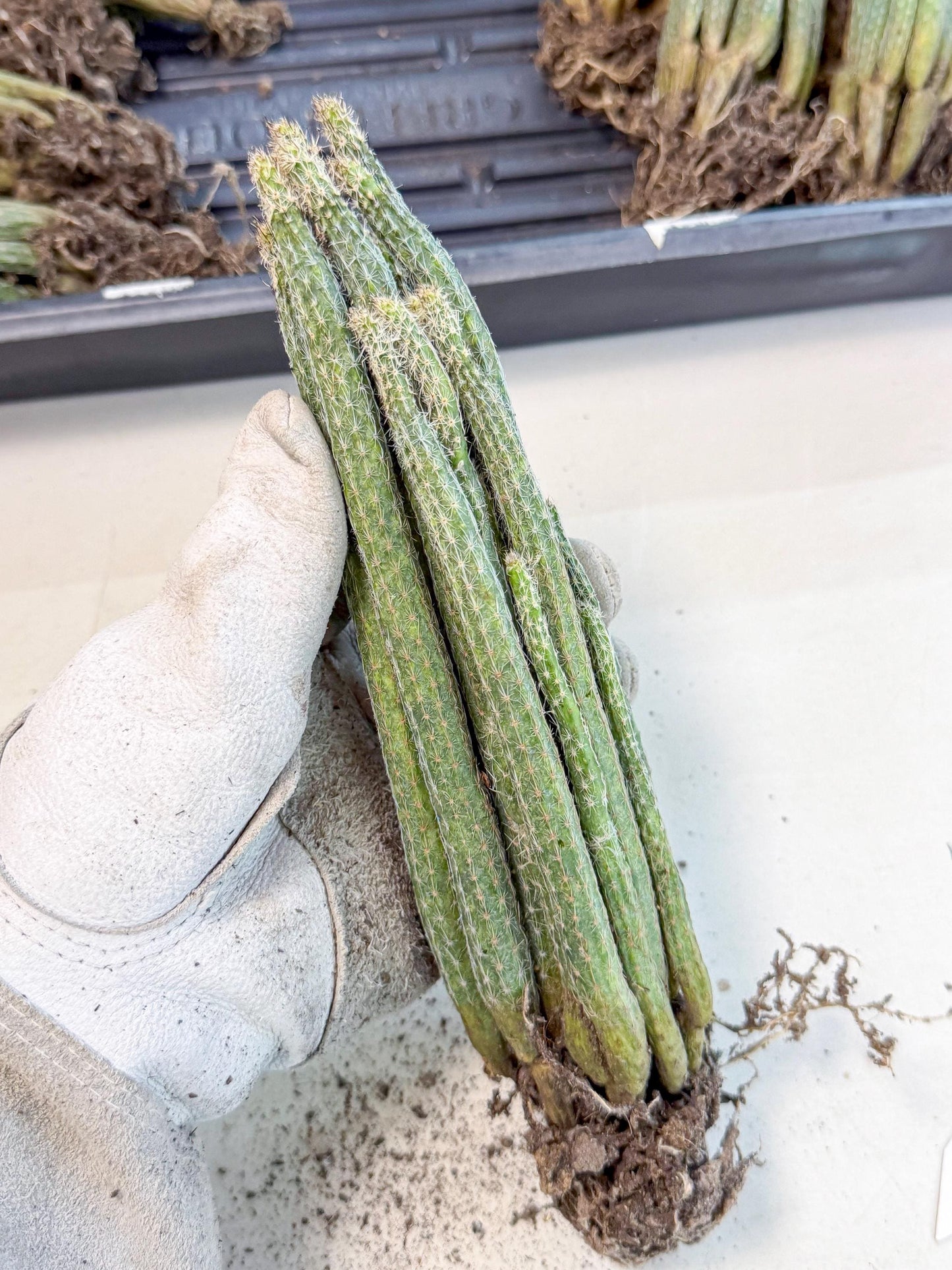 Dahlia Cactus - Wilcoxia poselgeri (o6) | Rare Cactus