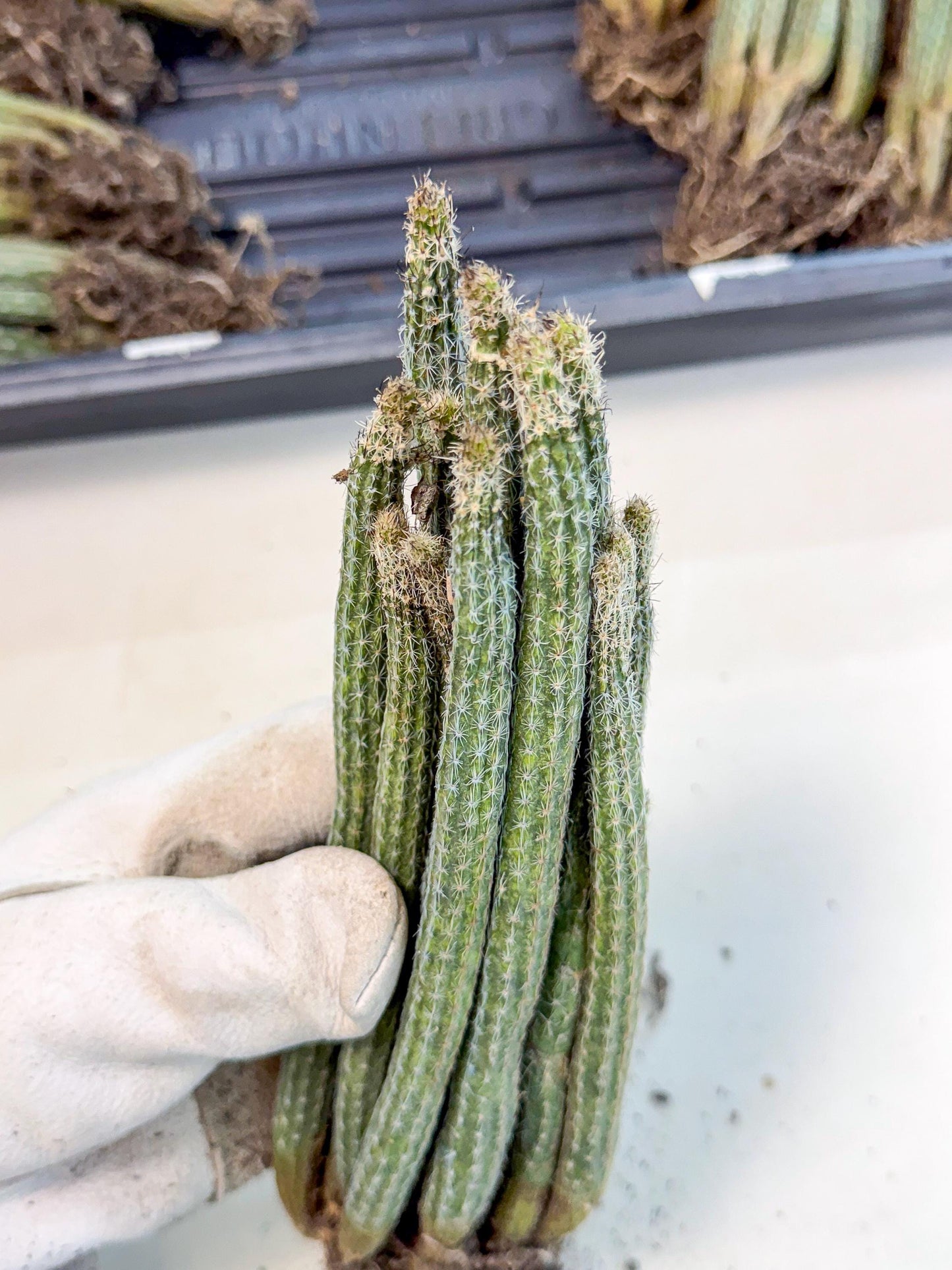 Dahlia Cactus - Wilcoxia poselgeri (o6) | Rare Cactus