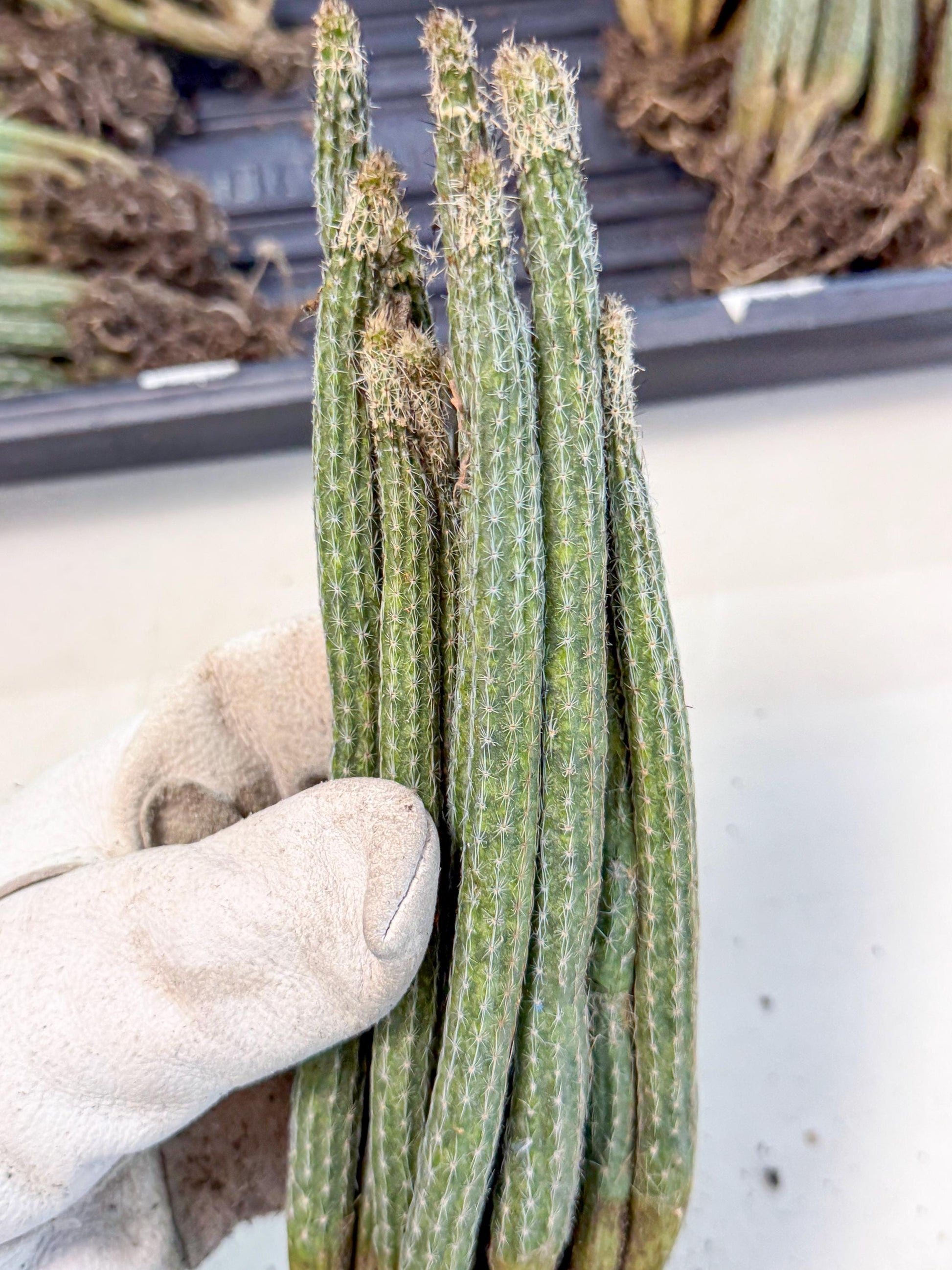 Dahlia Cactus - Wilcoxia poselgeri (o6) | Rare Cactus