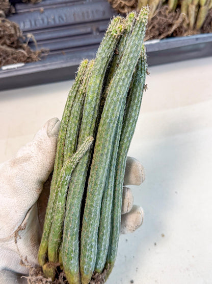 Dahlia Cactus - Wilcoxia poselgeri (o6) | Rare Cactus