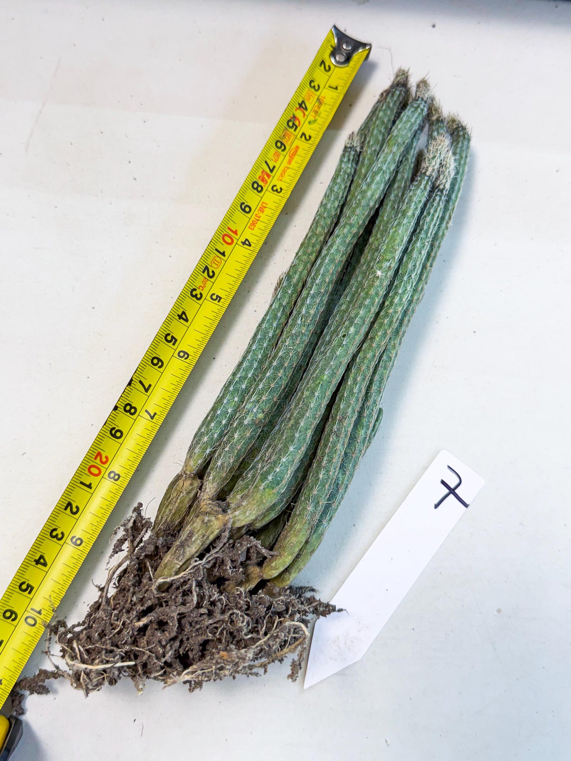 Dahlia Cactus - Wilcoxia poselgeri (7) | Rare Cactus