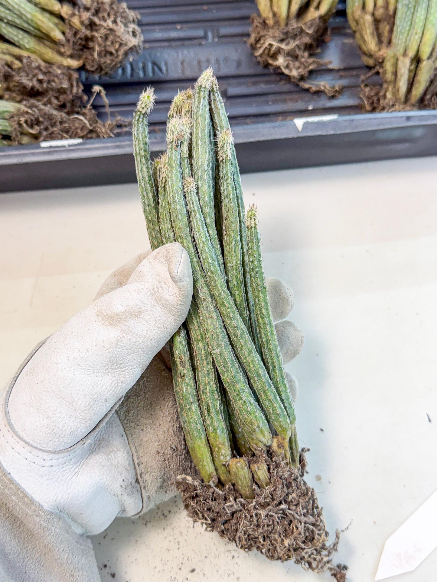 Dahlia Cactus - Wilcoxia poselgeri (7) | Rare Cactus