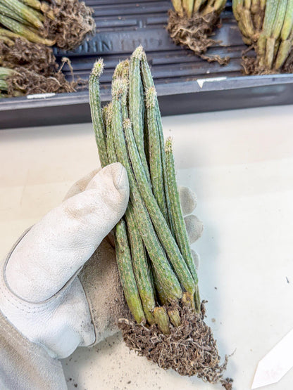 Dahlia Cactus - Wilcoxia poselgeri (7) | Rare Cactus