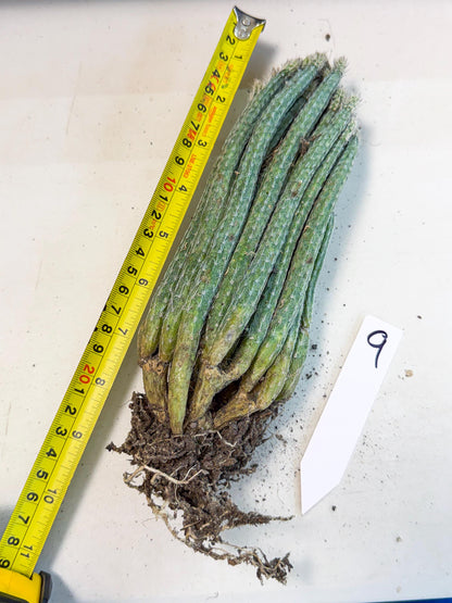 Dahlia Cactus - Wilcoxia poselgeri (9) | Rare Cactus