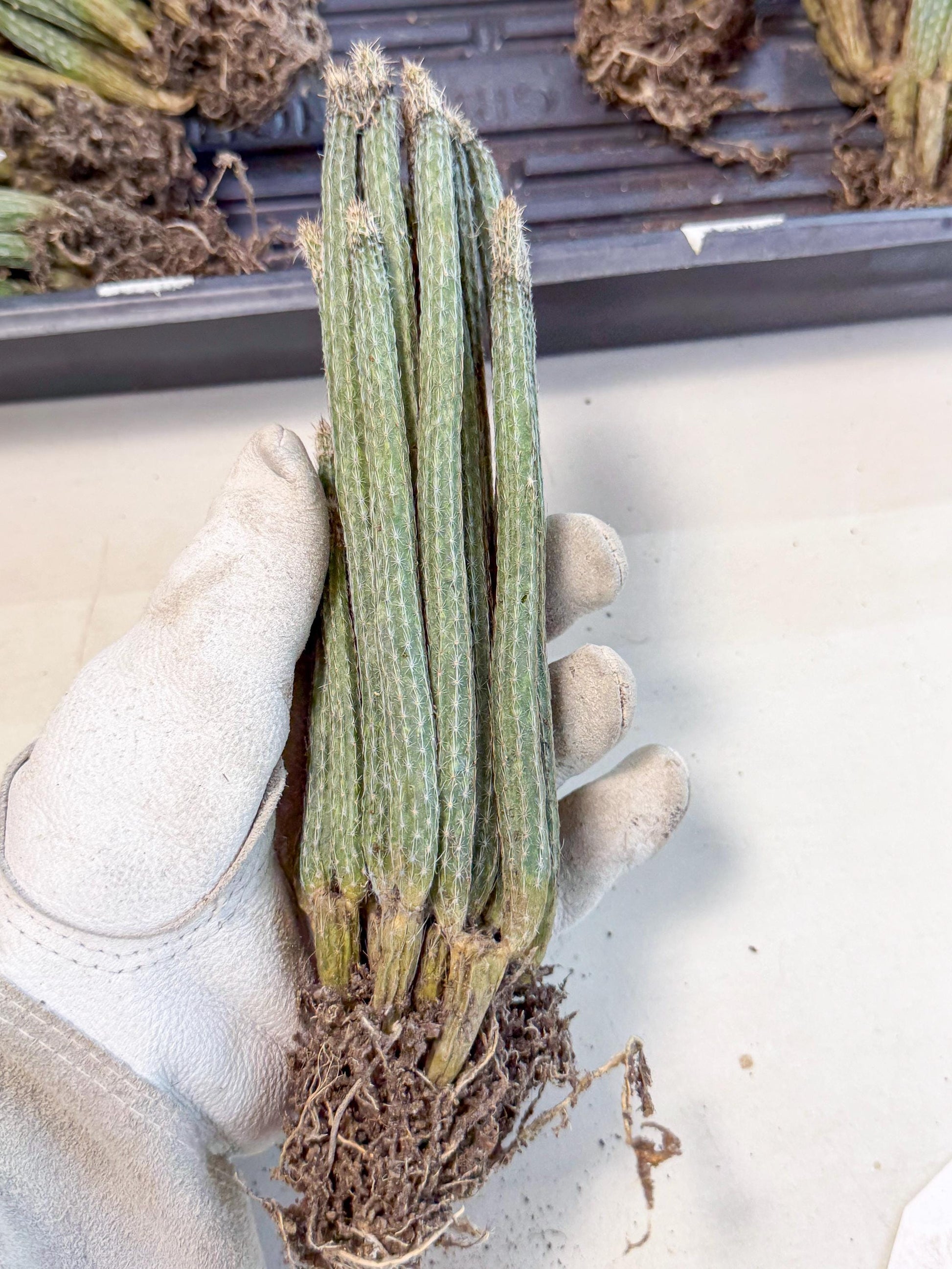 Dahlia Cactus - Wilcoxia poselgeri (7) | Rare Cactus