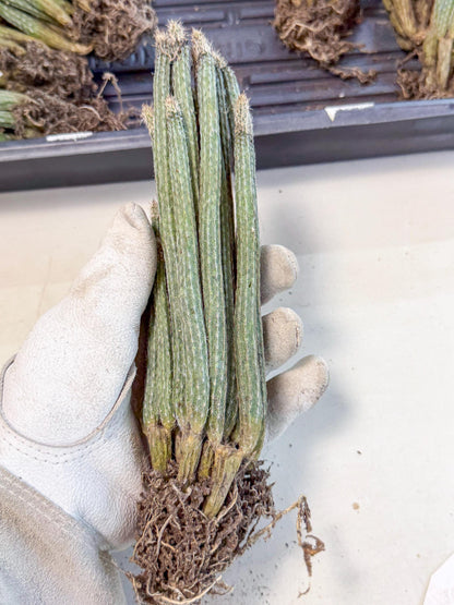 Dahlia Cactus - Wilcoxia poselgeri (7) | Rare Cactus