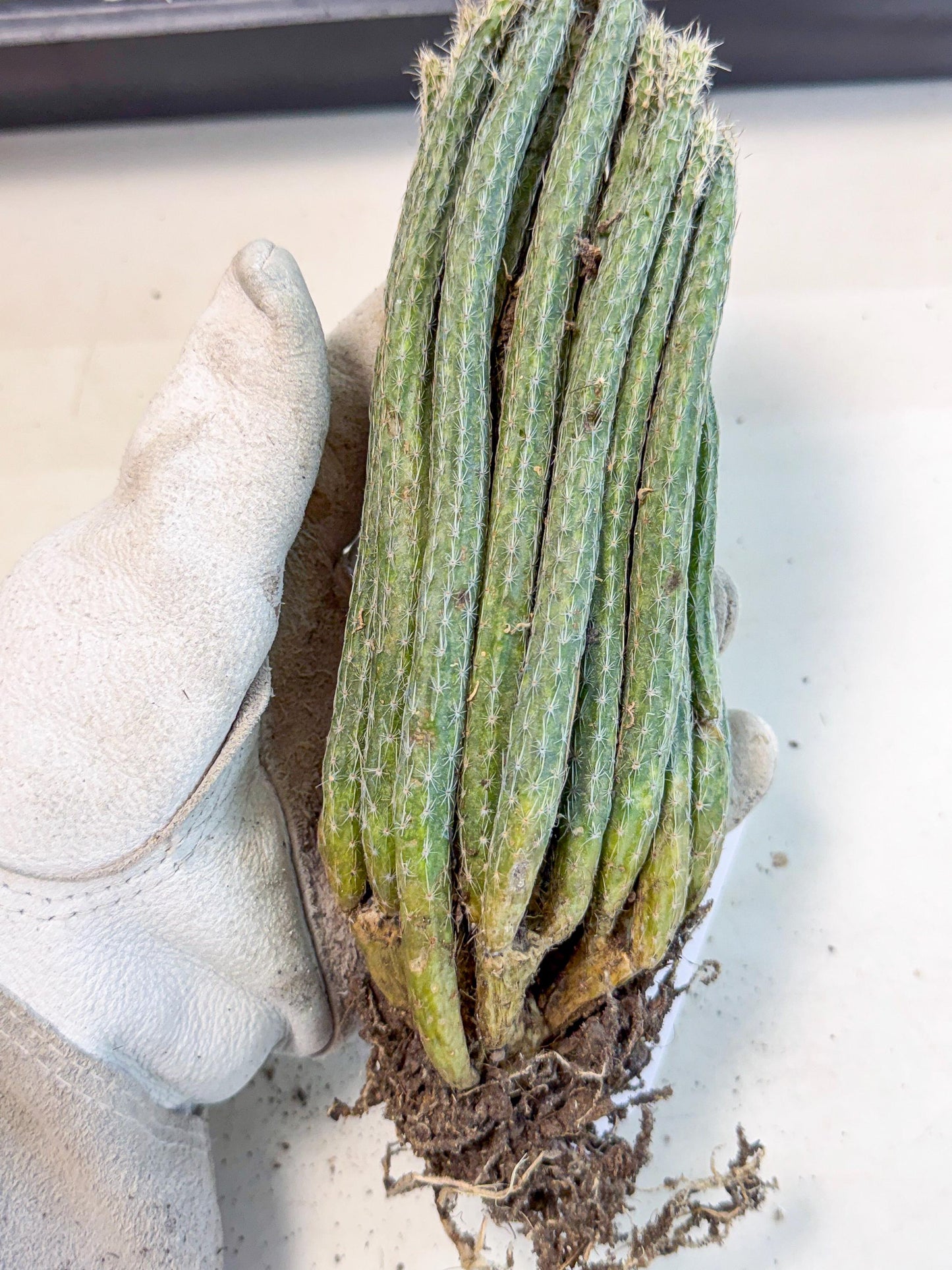 Dahlia Cactus - Wilcoxia poselgeri (9) | Rare Cactus