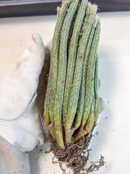 Dahlia Cactus - Wilcoxia poselgeri (9) | Rare Cactus