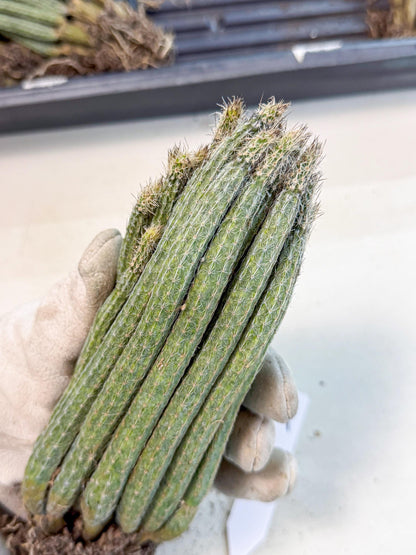 Dahlia Cactus - Wilcoxia poselgeri (9) | Rare Cactus