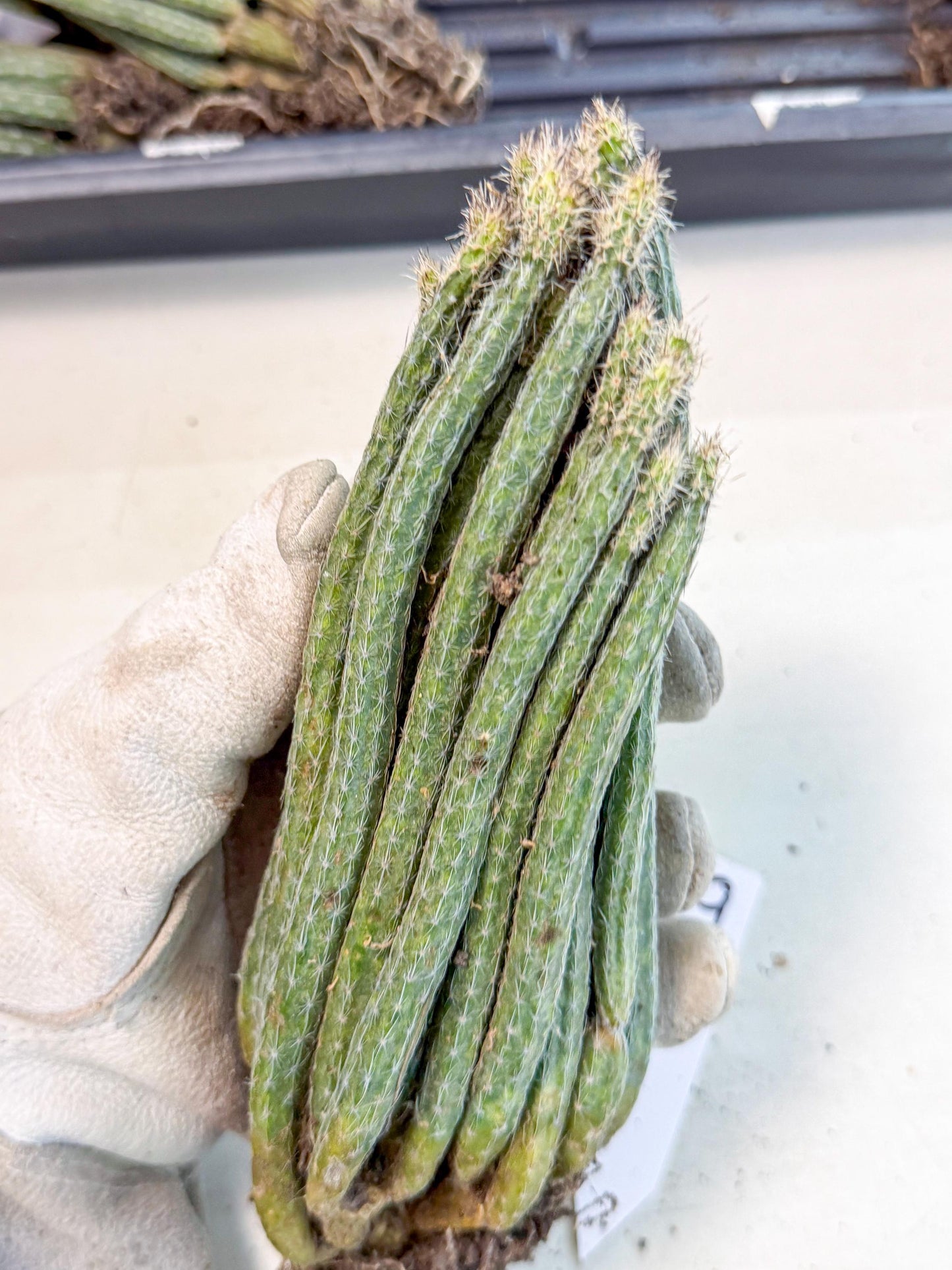 Dahlia Cactus - Wilcoxia poselgeri (9) | Rare Cactus