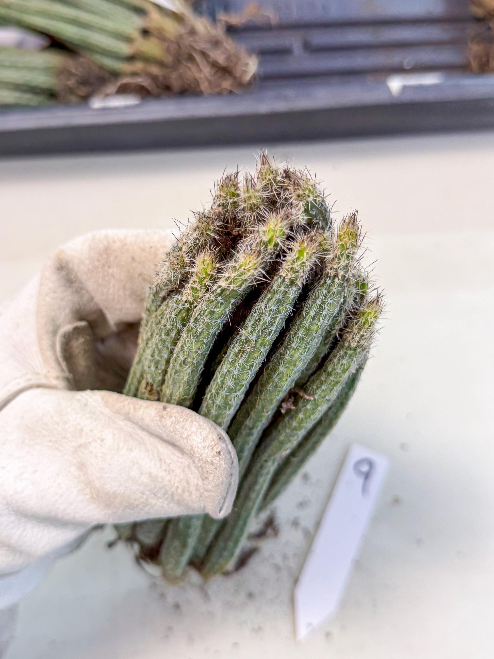 Dahlia Cactus - Wilcoxia poselgeri (9) | Rare Cactus