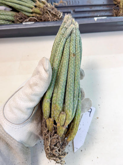 Dahlia Cactus - Wilcoxia poselgeri (9) | Rare Cactus