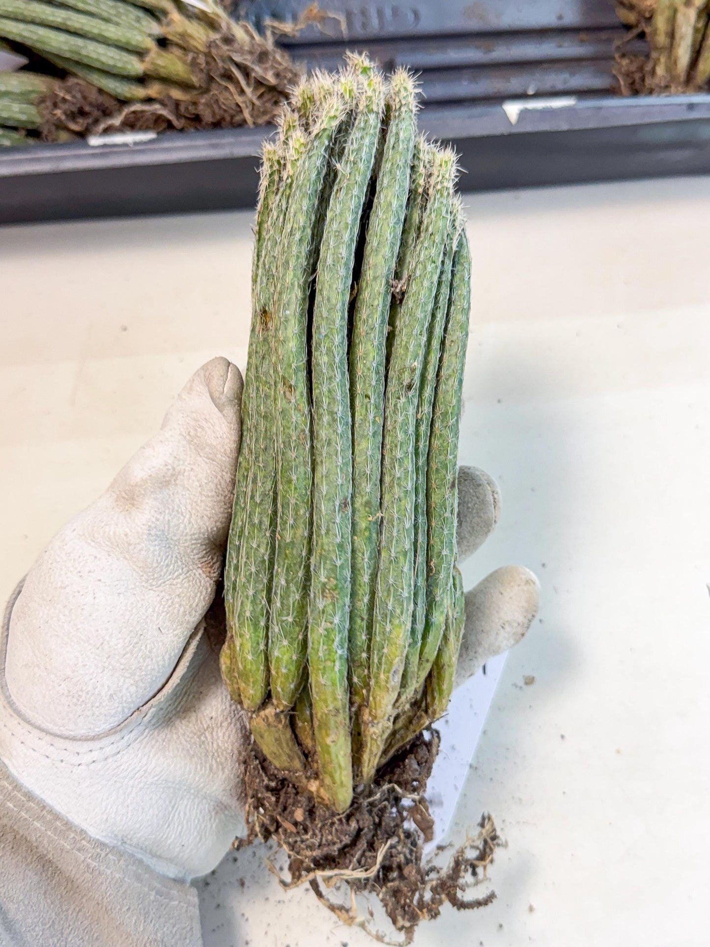 Dahlia Cactus - Wilcoxia poselgeri (9) | Rare Cactus