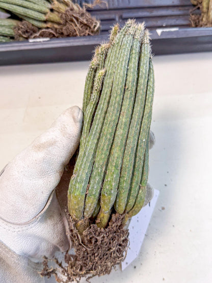 Dahlia Cactus - Wilcoxia poselgeri (9) | Rare Cactus