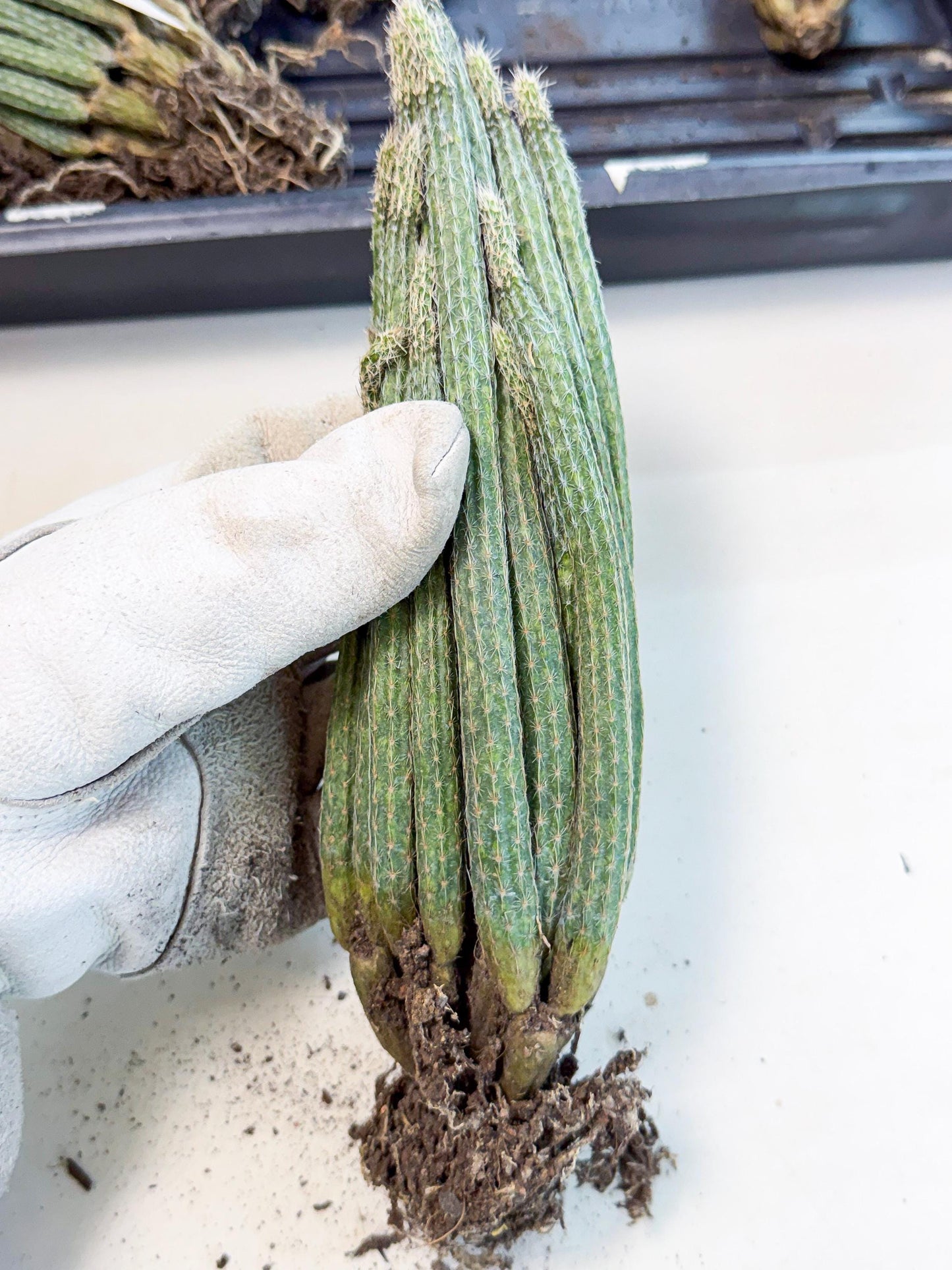 Dahlia Cactus - Wilcoxia poselgeri (10) | Rare Cactus