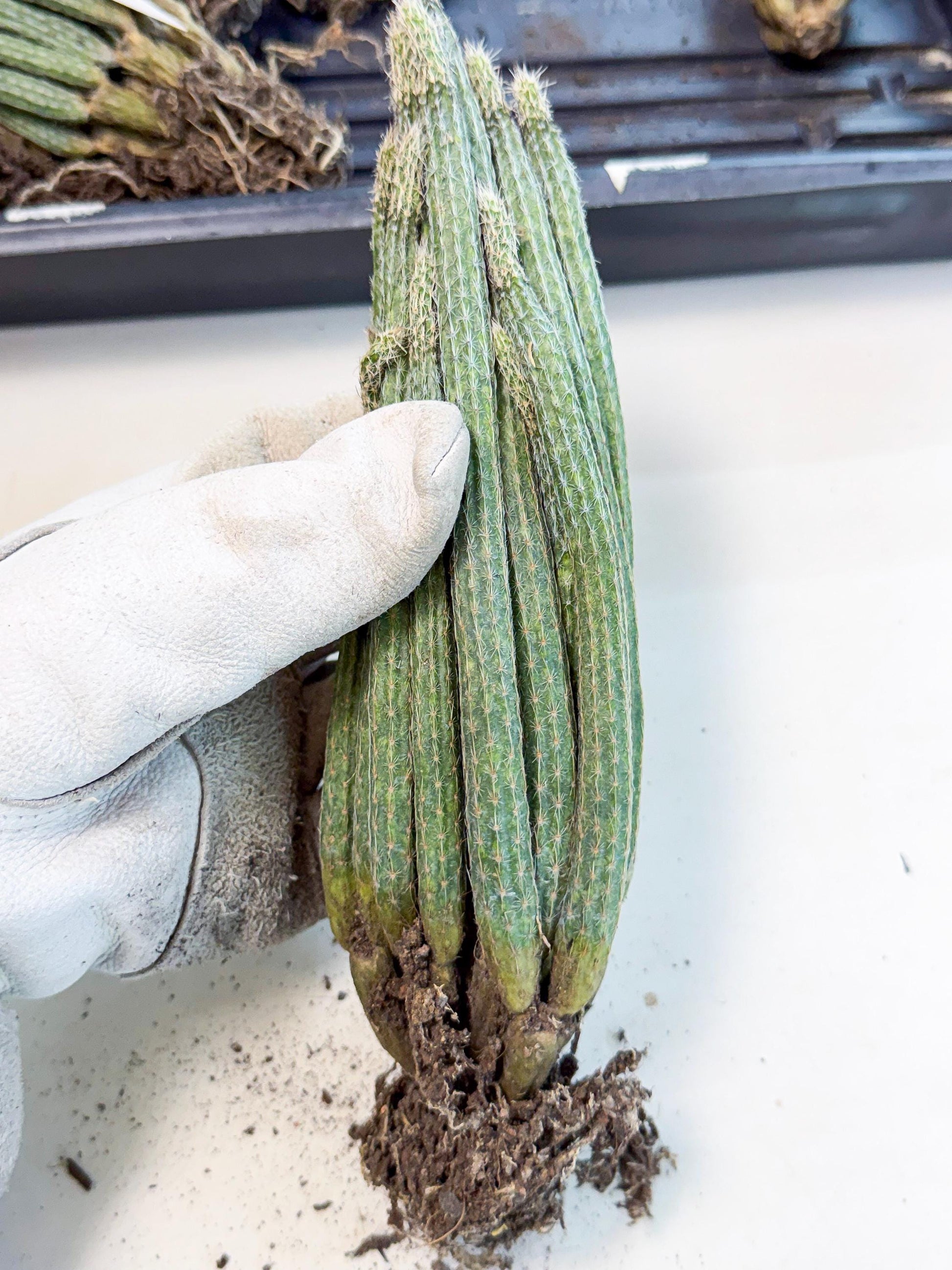 Dahlia Cactus - Wilcoxia poselgeri (10) | Rare Cactus
