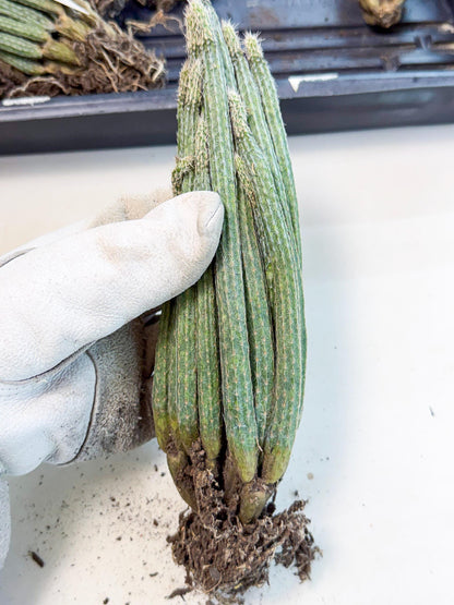 Dahlia Cactus - Wilcoxia poselgeri (10) | Rare Cactus