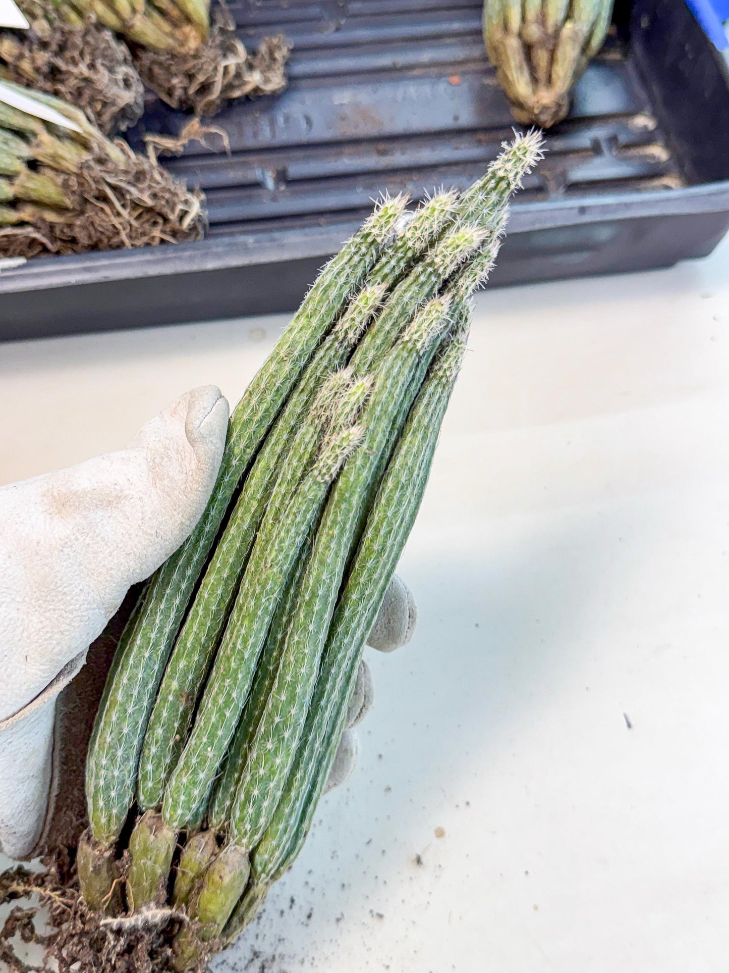 Dahlia Cactus - Wilcoxia poselgeri (10) | Rare Cactus