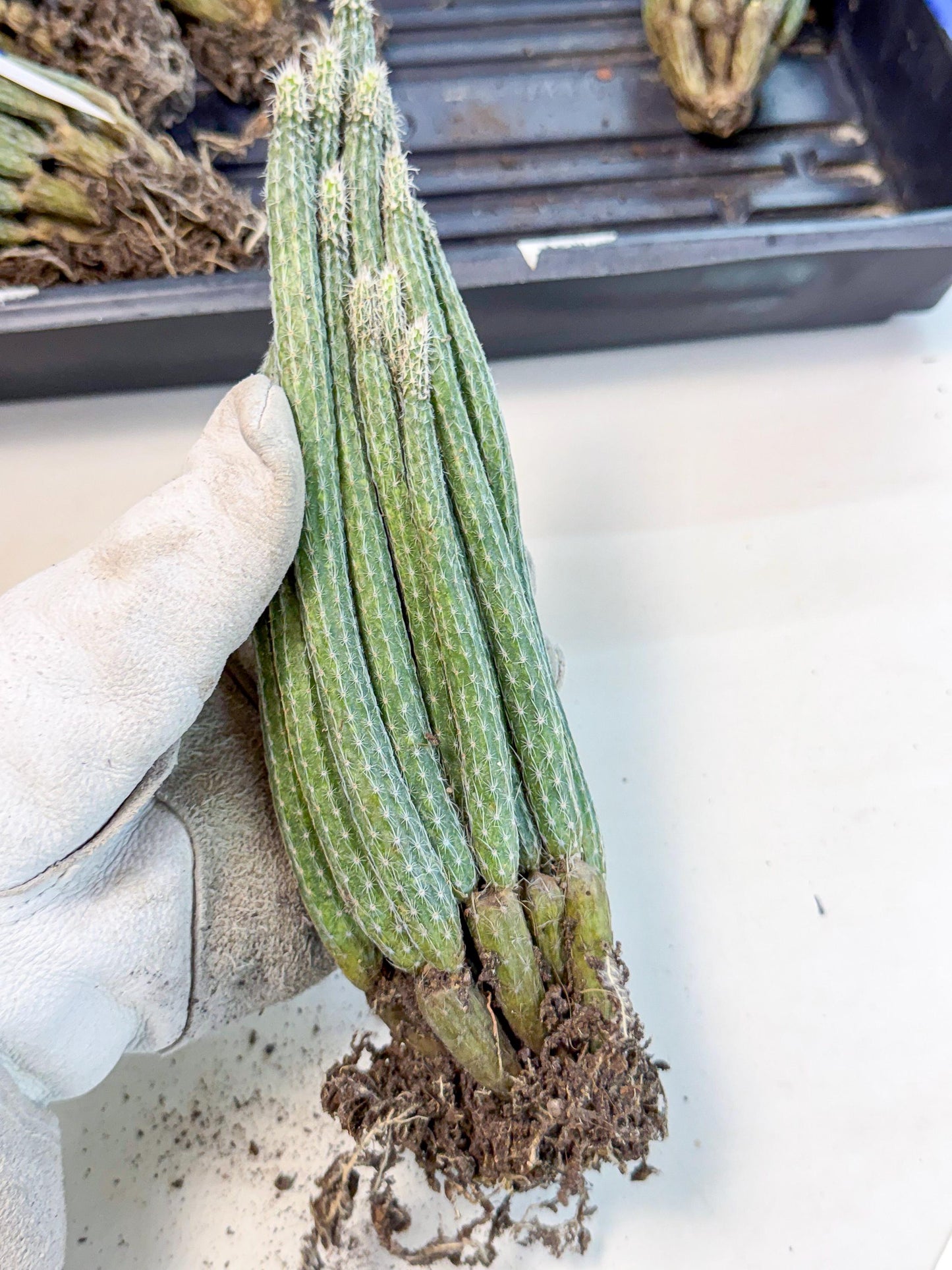 Dahlia Cactus - Wilcoxia poselgeri (10) | Rare Cactus