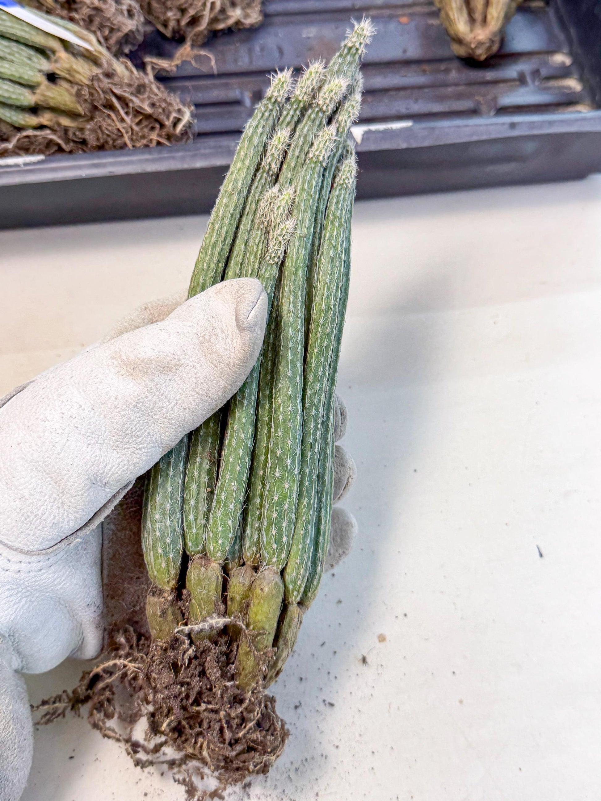 Dahlia Cactus - Wilcoxia poselgeri (10) | Rare Cactus