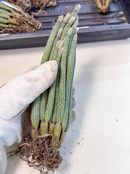 Dahlia Cactus - Wilcoxia poselgeri (10) | Rare Cactus