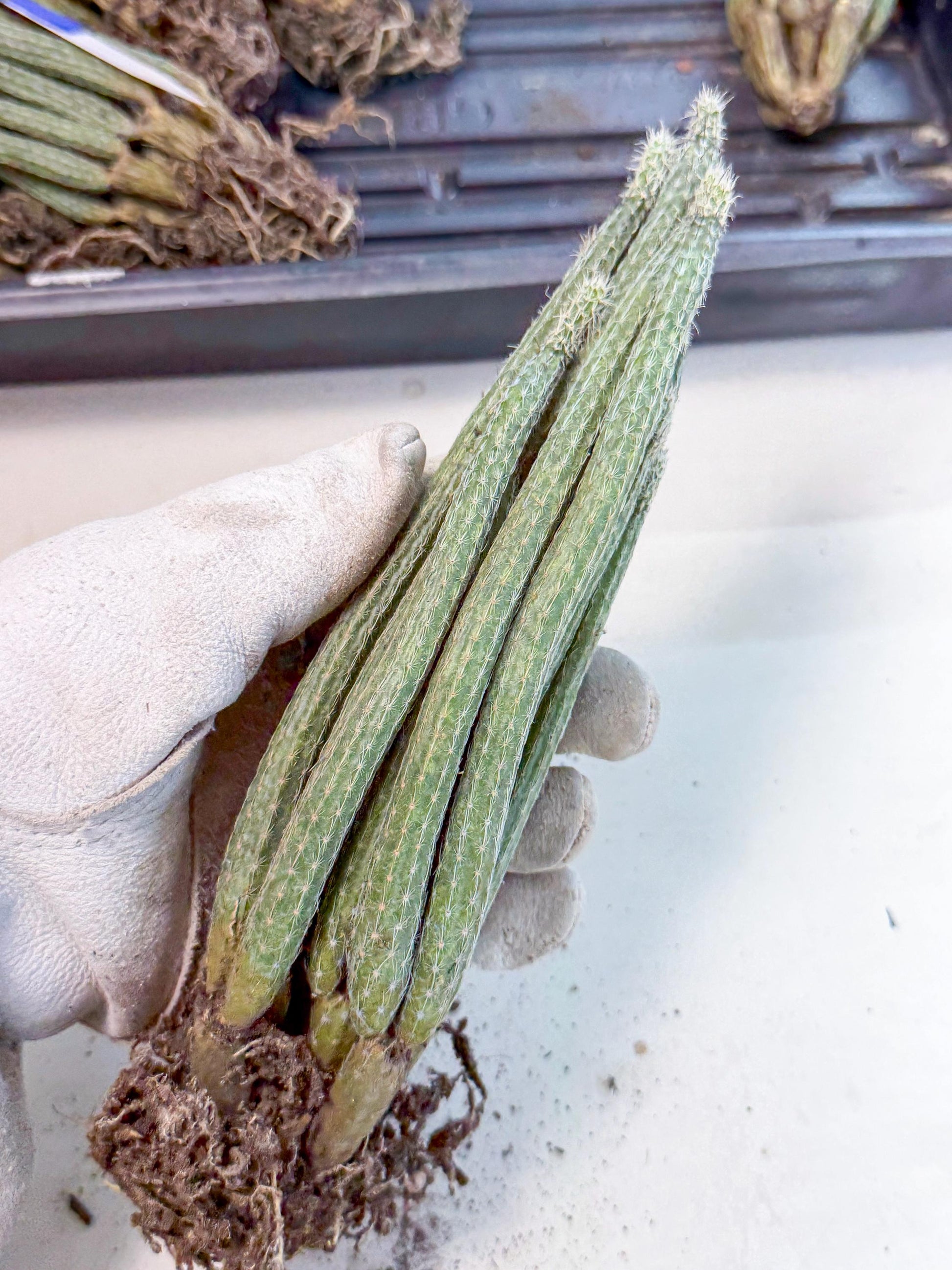 Dahlia Cactus - Wilcoxia poselgeri (10) | Rare Cactus