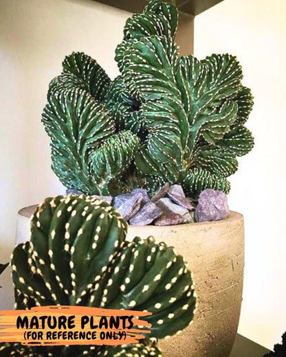Marginatus Cristata (p) | Rooted Cuttings