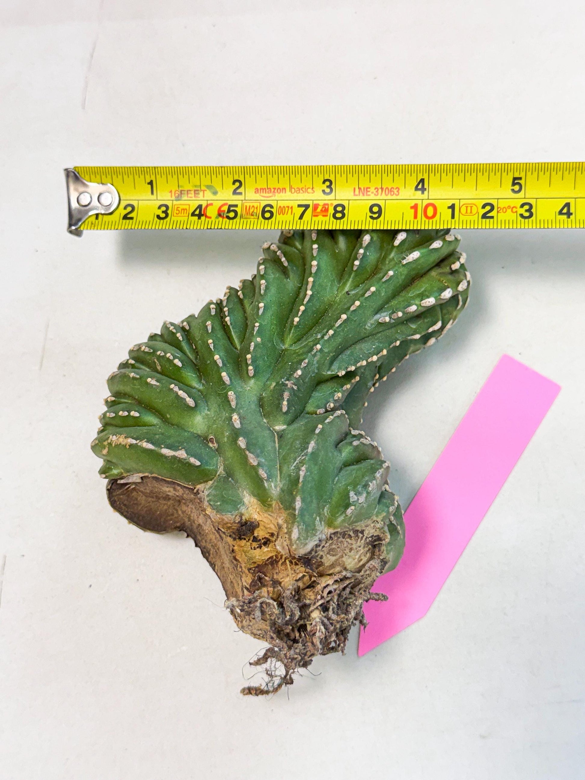 Marginatus Cristata (p) | Rooted Cuttings