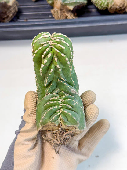 Marginatus Cristata (p) | Rooted Cuttings