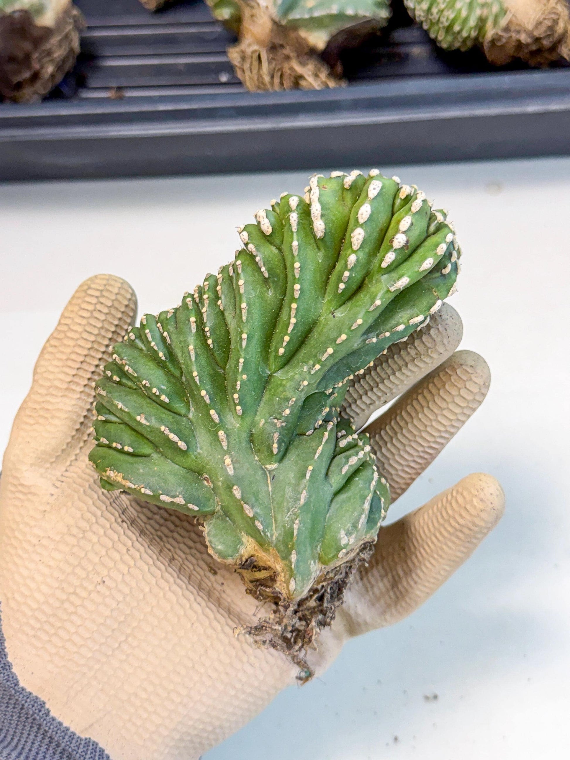 Marginatus Cristata (p) | Rooted Cuttings