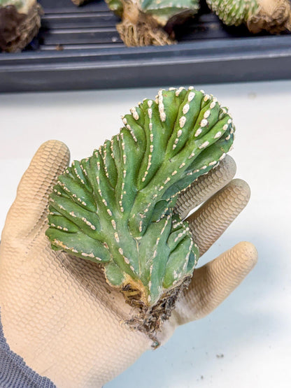 Marginatus Cristata (p) | Rooted Cuttings