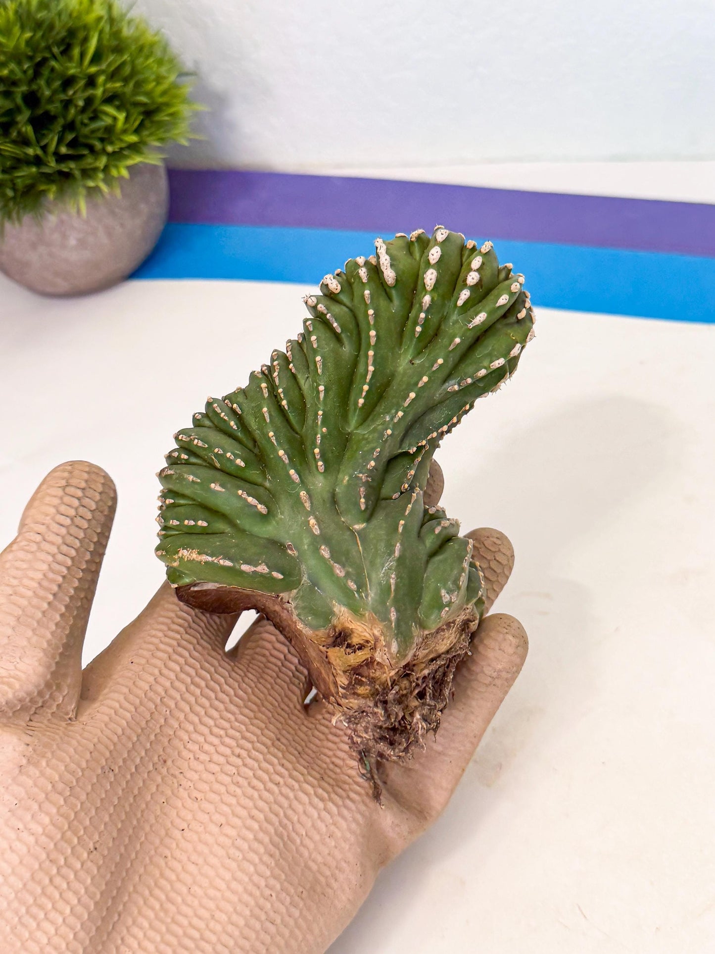 Marginatus Cristata (p) | Rooted Cuttings