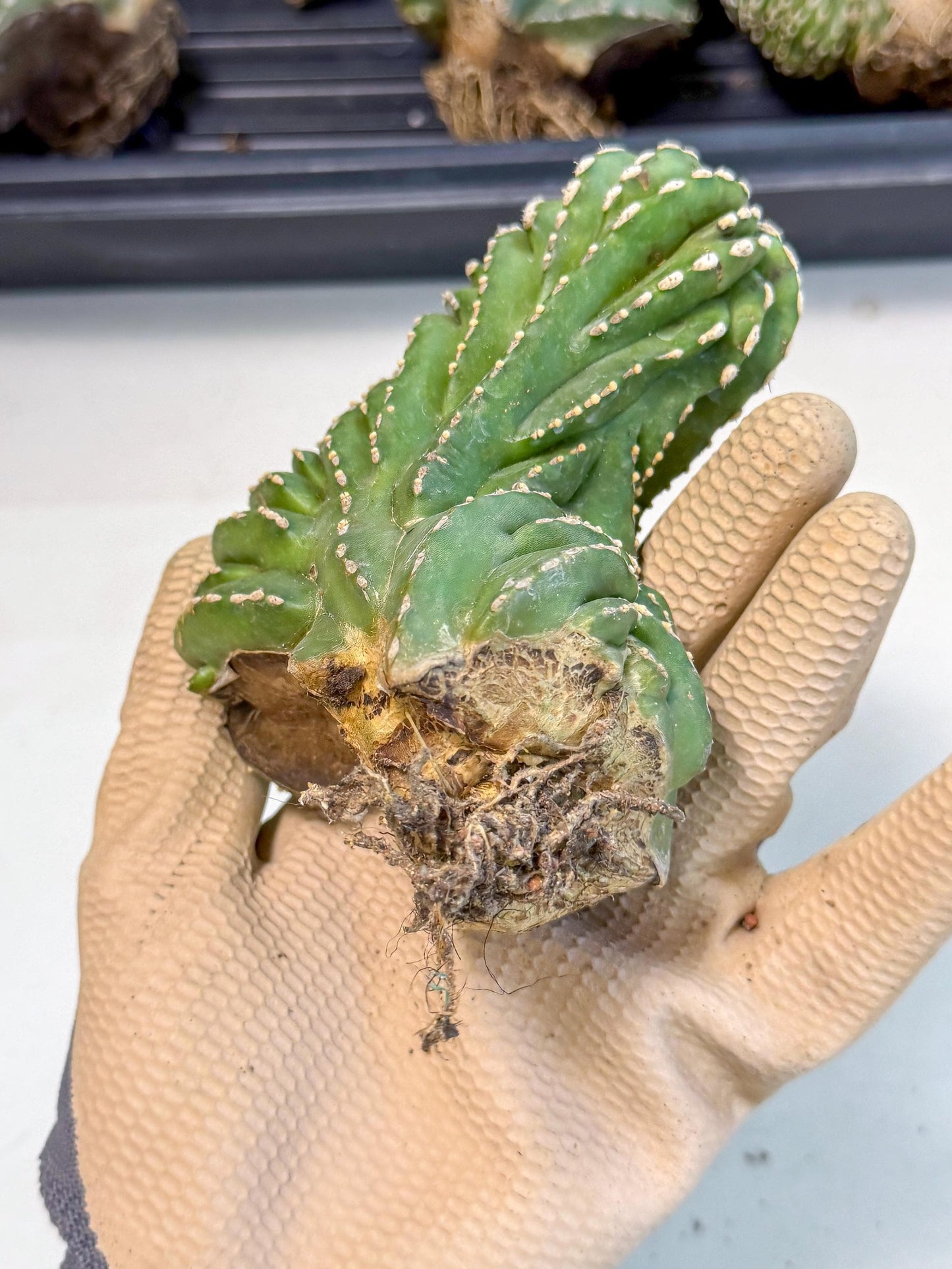 Marginatus Cristata (p) | Rooted Cuttings
