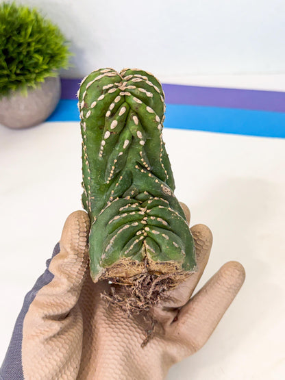 Marginatus Cristata (p) | Rooted Cuttings
