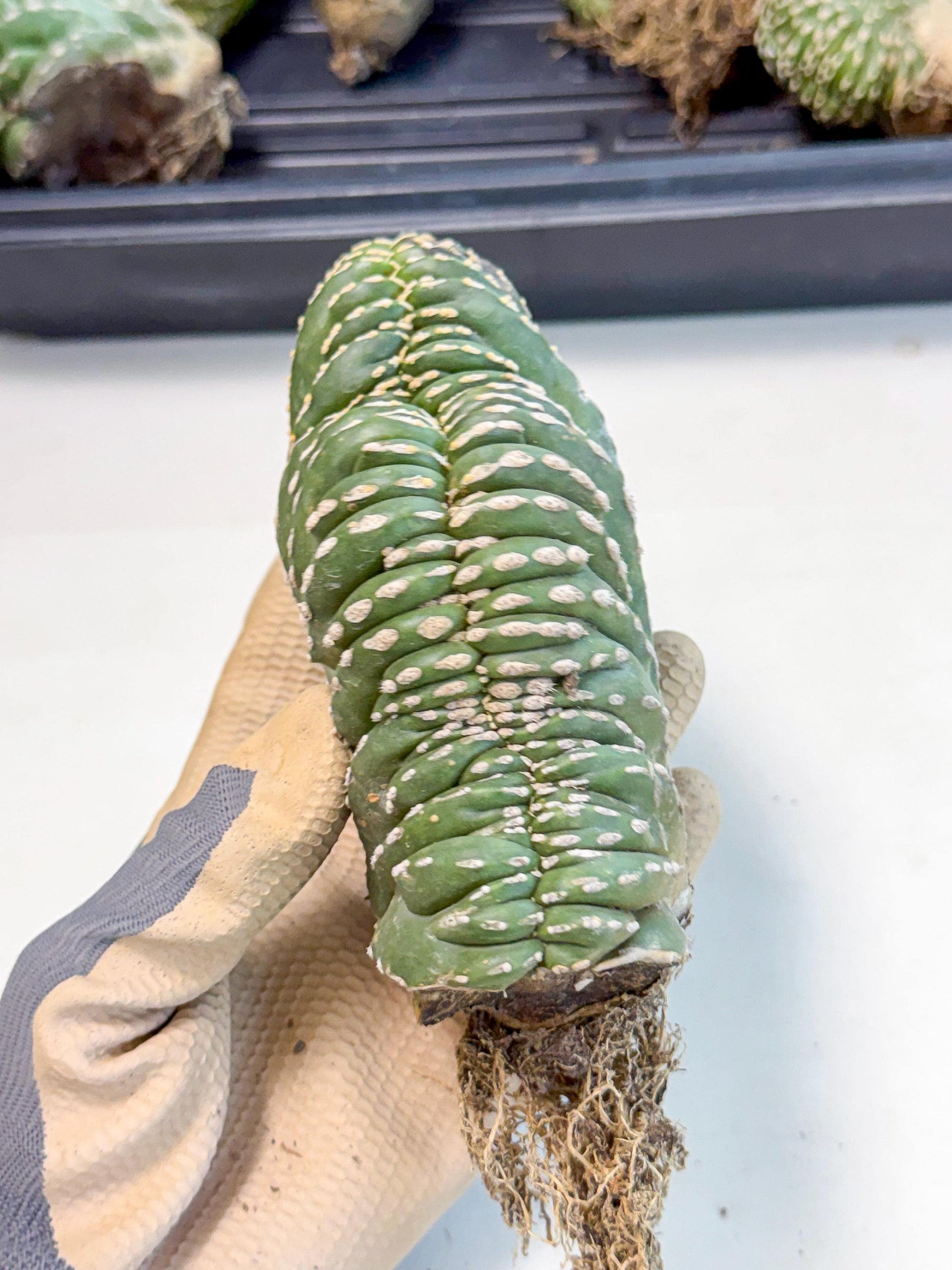 Marginatus Cristata (y) | Rare Cactus