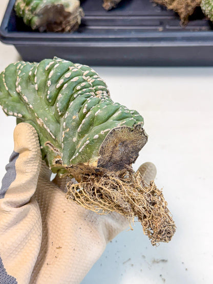 Marginatus Cristata (y) | Rare Cactus